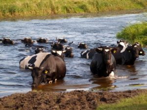 Przepływające krowy przez Biebrzę